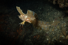 Cristiceps aurantiacus