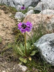 Primula nivalis