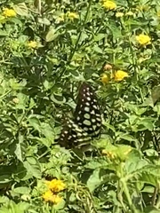 Graphium agamemnon agamemnon