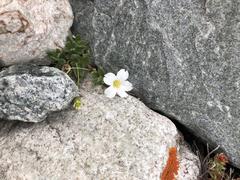 Cerastium lithospermifolium