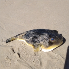 Amblyrhynchote honckenii