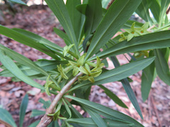 Daphne pseudomezereum