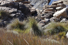 Capeochloa cincta cincta