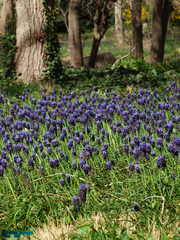 Muscari neglectum