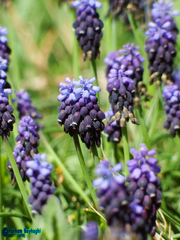Muscari neglectum