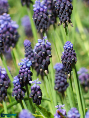 Muscari neglectum