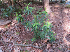 Daphne pseudomezereum