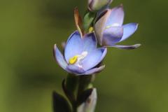 Thelymitra aemula