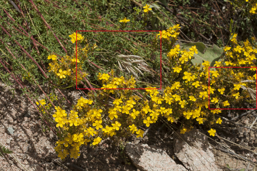 Bromus danthoniae iNat (1)