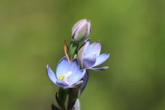 Thelymitra aemula