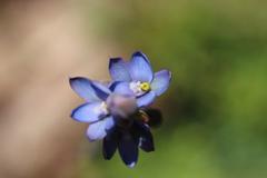 Thelymitra aemula