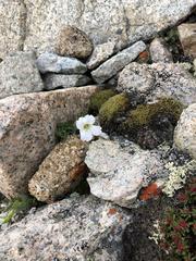 Cerastium lithospermifolium