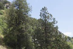 Juniperus seravschanica