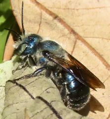 Osmia chalybea