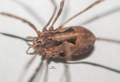 Metaphalangium albounilineatum