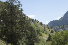 Juniperus seravschanica