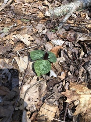 Trillium cuneatum