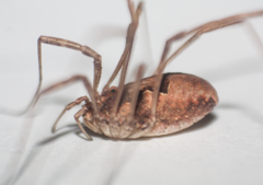Metaphalangium albounilineatum