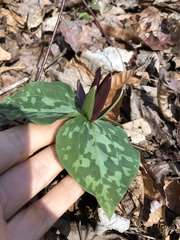 Trillium cuneatum