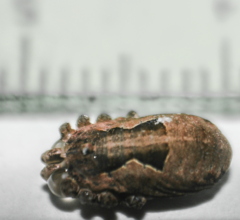 Metaphalangium albounilineatum