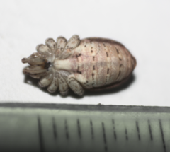 Metaphalangium albounilineatum