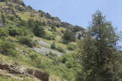 Juniperus seravschanica