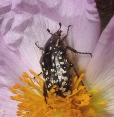 Oxythyrea noemi