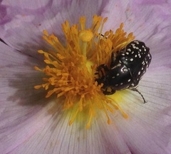 Oxythyrea noemi