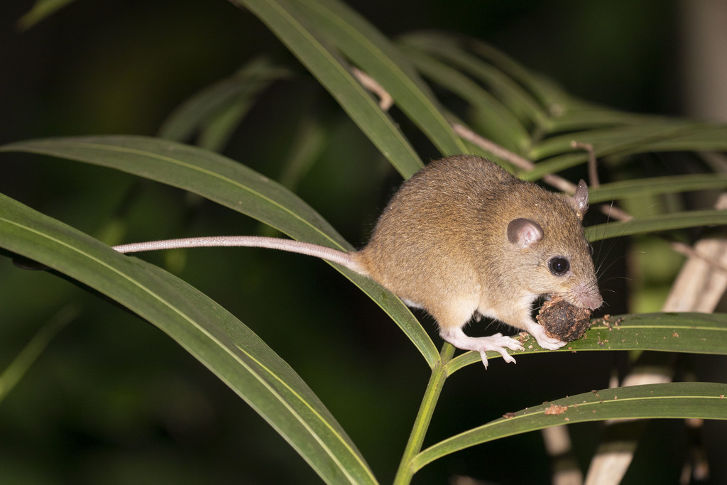 Cape York Melomys