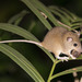 Cape York Melomys - Photo (c) Isaac Clarey, some rights reserved (CC BY-NC), uploaded by Isaac Clarey
