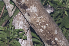 Uromys caudimaculatus