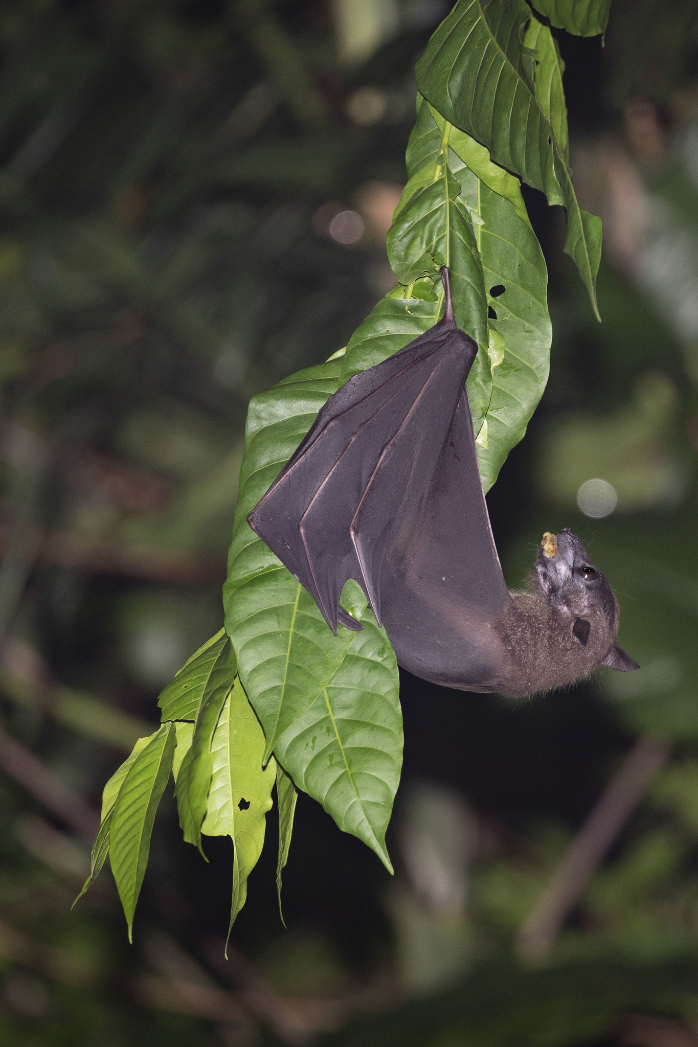 Dobsonia moluccensis (Quoy & Gaimard, 1830)