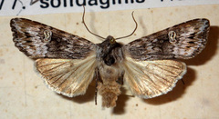 Xylena solidaginis