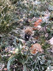 Saussurea leucophylla