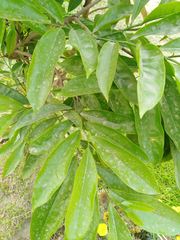 Artabotrys hexapetalus