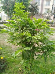 Artabotrys hexapetalus