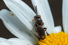 Nomada fuscicornis
