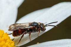 Nomada fuscicornis