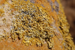 Dufourea