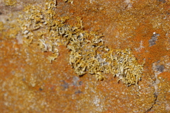 Dufourea