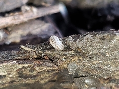 Armadillidium nasatum