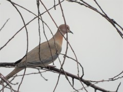 Streptopelia senegalensis