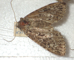 Xestia speciosa