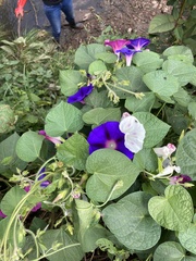 Ipomoea purpurea