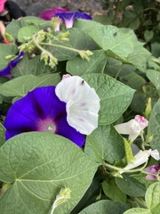 Ipomoea purpurea