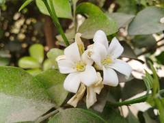Murraya paniculata