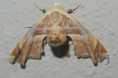 Eutelia callichroma
