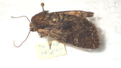 Mniotype adusta