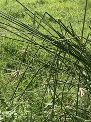 Cyperus sexangularis