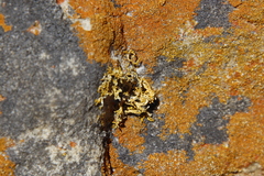 Dufourea
